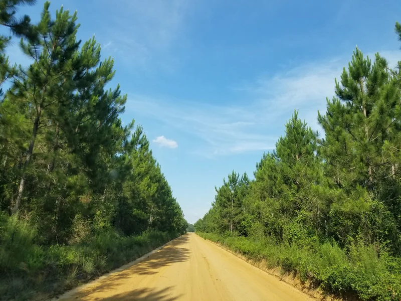 Sandy dirt road running between rows of planted pine trees under a blue sky in rural southeast Georgia